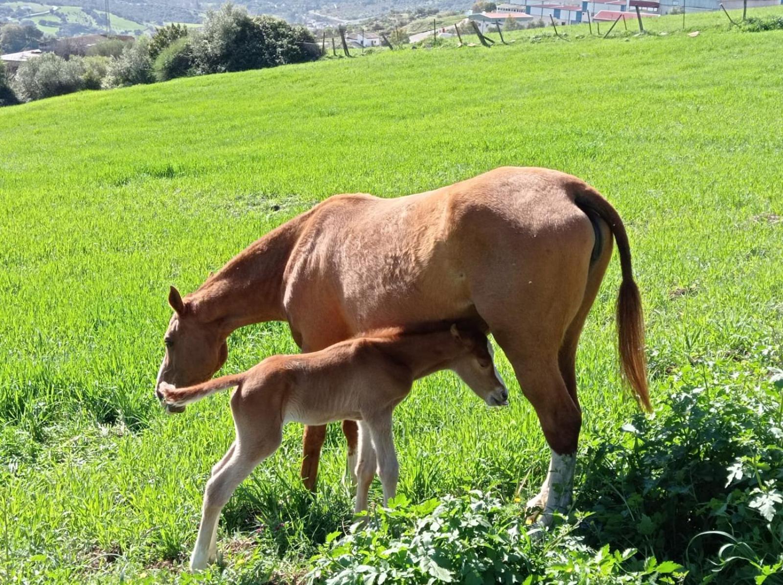 Apartamento Valle Del Guadiaro كورتيس دي لا فرونتيرا المظهر الخارجي الصورة